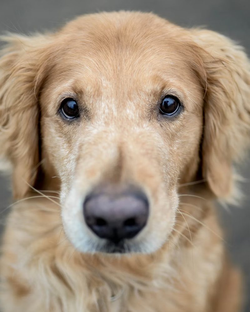 The original photo: the same golden retriever, looking at the camera